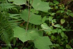 Urena lobata subsp. lobata